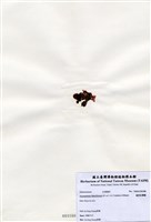 藏品(扇形紅網藻)的圖片